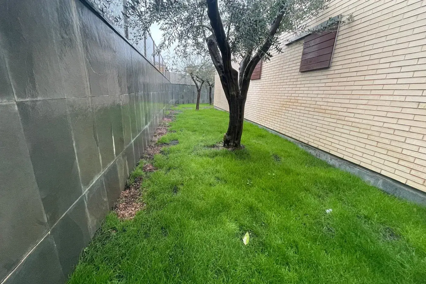 La misma franja con césped verde ya crecido alrededor del olivo