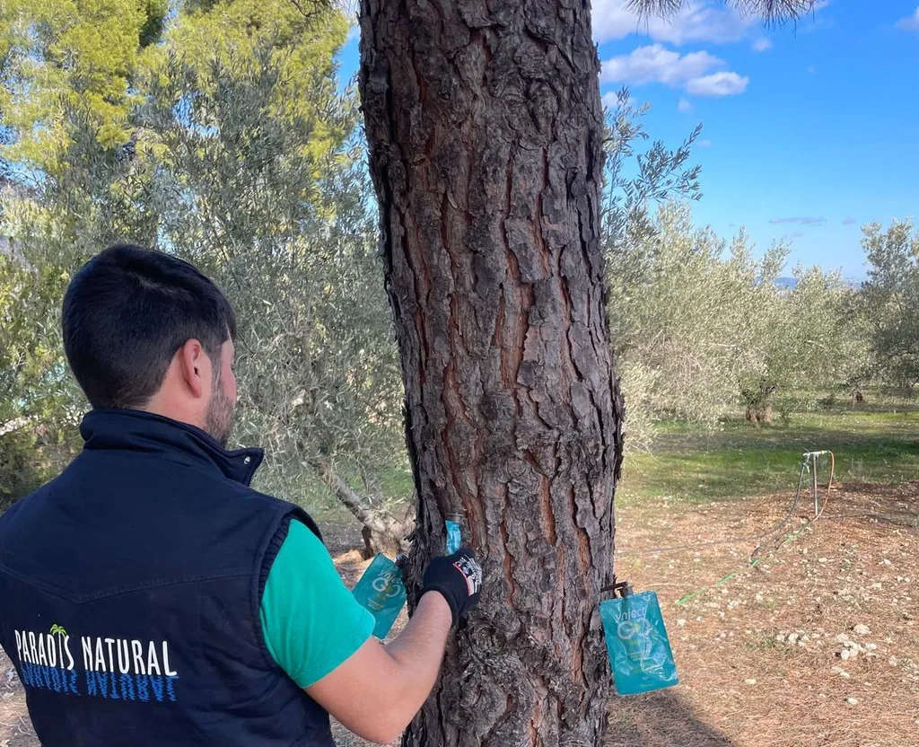 Operario de Paradis Natural aplicando un tratamiento por endoterapia en el tronco de un pino